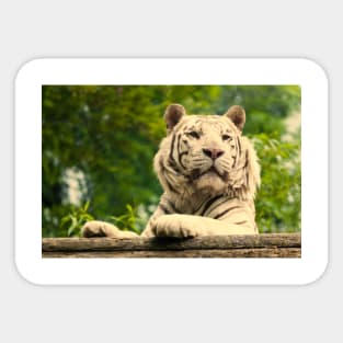 White Tiger (Warm) Sticker